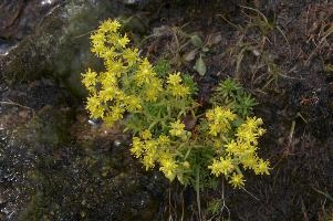 Sedum sp., europe, switzerland, graubünden, furkapass, saxifraga, aizoides, flower, yellow, mountain, saxifrage, alpine, mountains