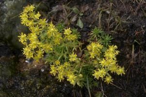 Sedum sp., europe, switzerland, graubünden, furkapass, saxifraga, aizoides, flower, yellow, mountain, saxifrage, alpine, mountains