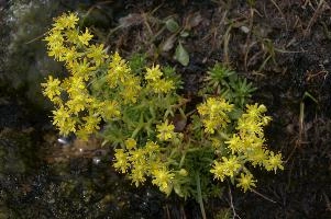Sedum  sp., europe, switzerland, graubünden, furkapass, saxifraga, aizoides, flower, yellow, mountain, saxifrage, alpine, mountains