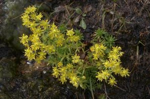Sedum sp., europe, switzerland, graubünden, furkapass, saxifraga, aizoides, flower, yellow, mountain, saxifrage, alpine, mountains