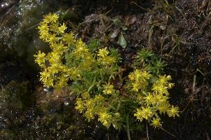 Sedum sp., europe, switzerland, graubünden, furkapass, saxifraga, aizoides, flower, yellow, mountain, saxifrage, alpine, mountains