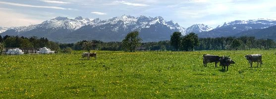 Swiss meadow and cows, rheintal