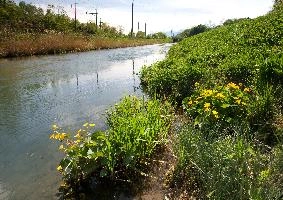 Marsh Marigolds (Caltha palustra) in Ditch, rheintal