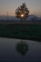 Dawn tree in Rüti, Sankt Gallen, rheintal