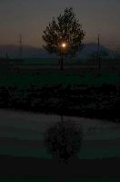 Dawn tree in Rüti, Sankt Gallen, rheintal