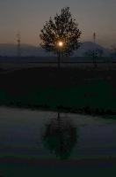 Dawn tree in Rüti, Sankt Gallen, rheintal