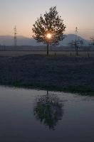 Dawn tree in Rüti, Sankt Gallen, rheintal