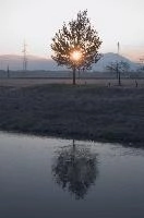 Dawn tree in Rüti, Sankt Gallen, rheintal
