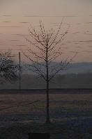 Dawn tree in Rüti, Sankt Gallen, rheintal