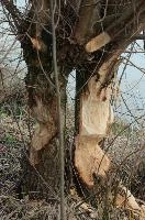Beaver-damaged tree in Rüti, Sankt Gallen, rheintal, ruethi, canal, gnawed, beaver, rüthi sg, schweiz, trees, river, felled