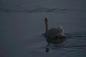 Mute swan (Cygnus cygnus), rheintal