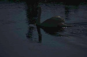 Mute swan (Cygnus cygnus), rheintal
