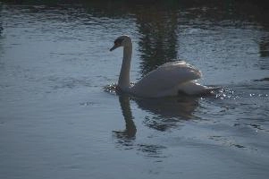 Mute swan (Cygnus cygnus), rheintal