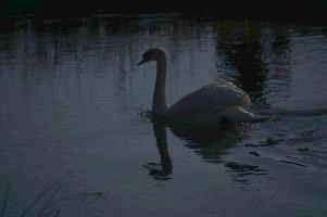Mute swan (Cygnus cygnus), rheintal