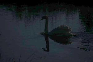 Mute swan (Cygnus cygnus), rheintal