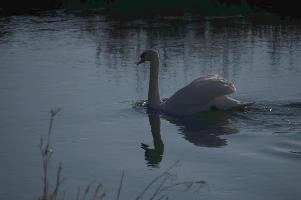 Mute swan (Cygnus cygnus), rheintal