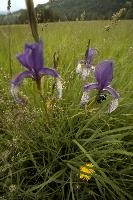 Blue flag (Iris versicolor) on meadows in the Rhine Valley near Vaduz, Liechtenstein, meadow, alps, valley, rhine, liechtenstein, europe, versicolor, flora, iris, flower, flag, wild, blue, perennial
