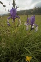 Blue flag (Iris versicolor) on meadows in the Rhine Valley near Vaduz, Liechtenstein, meadow, alps, valley, rhine, liechtenstein, europe, versicolor, flora, iris, flower, flag, wild, blue, perennial