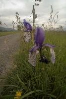 Blue flag (Iris versicolor) on meadows in the Rhine Valley near Vaduz, Liechtenstein, meadow, alps, valley, rhine, liechtenstein, europe, versicolor, flora, iris, flower, flag, wild, blue, perennial