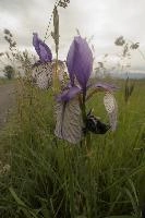 Blue flag (Iris versicolor) on meadows in the Rhine Valley near Vaduz, Liechtenstein, meadow, alps, valley, rhine, liechtenstein, europe, versicolor, flora, iris, flower, flag, wild, blue, perennial