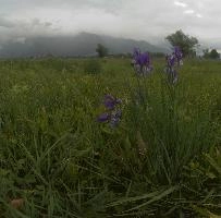 Wild Iris in the Rhein valley, Switzerland, rheintal