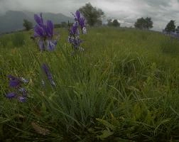 Wild Iris in the Rhein valley, Switzerland, rheintal
