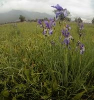 Blue flag (Iris versicolor) on meadows in the Rhine Valley near Vaduz, Liechtenstein, meadow, alps, valley, rhine, liechtenstein, europe, versicolor, flora, iris, flower, flag, wild, blue, perennial