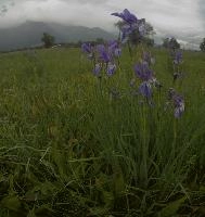 Wild Iris in the Rhein valley, Switzerland, rheintal