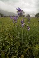 Blue flag (Iris versicolor) on meadows in the Rhine Valley near Vaduz, Liechtenstein, meadow, alps, valley, rhine, liechtenstein, europe, versicolor, flora, iris, flower, flag, wild, blue, perennial