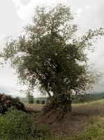 Pollard in the Rhein valley, Switzerland, rheintal, rhine, meadow, monumental, sallow, willow, europe, flood plain, switzerland, valley, pollard, veteran, tree, sevelen