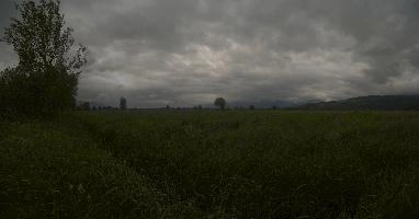 Meadow in the Rhein valley, Switzerland, rheintal