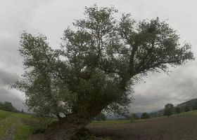 Pollard in the Rhein valley, Switzerland, rheintal, rhine, meadow, monumental, sallow, willow, europe, flood plain, switzerland, valley, pollard, veteran, tree, sevelen