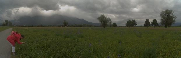 Wild Iris in the Rhein valley, Switzerland, rheintal