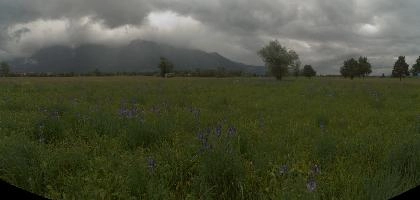 Wild Iris in the Rhein valley, Switzerland, rheintal