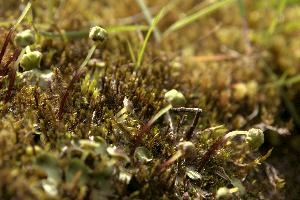 Moss in Berschis, Switzerland, switzerland, europe