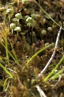Moss in Berschis, Switzerland, switzerland, europe