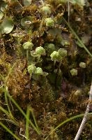 Moss in Berschis, Switzerland, switzerland, europe