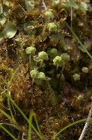 Moss in Berschis, Switzerland, switzerland, europe