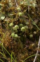 Moss in Berschis, Switzerland, switzerland, europe
