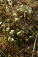 Moss in Berschis, Switzerland, switzerland, europe
