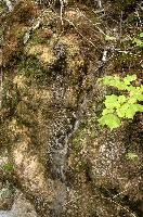 Mossy bank in Flums, Switzerland, switzerland, europe
