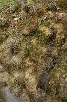 Mossy bank in Flums, Switzerland, switzerland, europe
