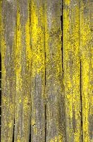 Algae on fence-posts in Swiss Alps, moisture, damp, texture, green, algae, posts, poles, fence, exterior, switzerland, decay, europe, building