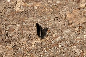 Camberwell Beauty butterfly in the Ruinaulta, Graubünden, null