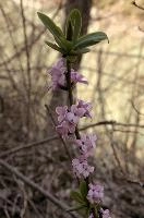 Paradise-plant or February Daphne (Daphne mezereum) in Swiss woodland, lady, stalk, spurge, stem, bay, pink, dwarf, purple, paradise, mauve, plant, flora, february, wildflower, mezereon, wild, woodland, mezereum, flower, europe, daphne, laurel, switzerland