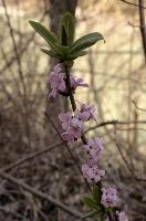 Paradise-plant or February Daphne (Daphne mezereum) in Swiss woodland, lady, stalk, spurge, stem, bay, pink, dwarf, purple, paradise, mauve, plant, flora, february, wildflower, mezereon, wild, woodland, mezereum, flower, europe, daphne, laurel, switzerland