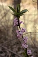 Paradise-plant or February Daphne (Daphne mezereum) in Swiss woodland, lady, stalk, spurge, stem, bay, pink, dwarf, purple, paradise, mauve, plant, flora, february, wildflower, mezereon, wild, woodland, mezereum, flower, europe, daphne, laurel, switzerland