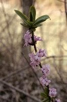 Paradise-plant or February Daphne (Daphne mezereum) in Swiss woodland, lady, stalk, spurge, stem, bay, pink, dwarf, purple, paradise, mauve, plant, flora, february, wildflower, mezereon, wild, woodland, mezereum, flower, europe, daphne, laurel, switzerland