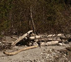 Driftwood in the Ruinaulta, Graubünden, switzerland, europe