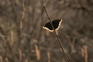 Camberwell beauty butterfly (Nymphalis antiopa) in woods in the Rhine gorge, Switzerland, europe, lepidoptera, insect, butterfly, cloak, morning, beauty, underside, camberwell, forest, antiopa, woodland, nymphalis, switzerland